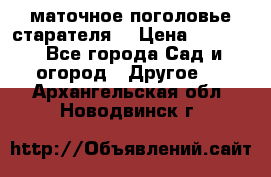 маточное поголовье старателя  › Цена ­ 3 700 - Все города Сад и огород » Другое   . Архангельская обл.,Новодвинск г.